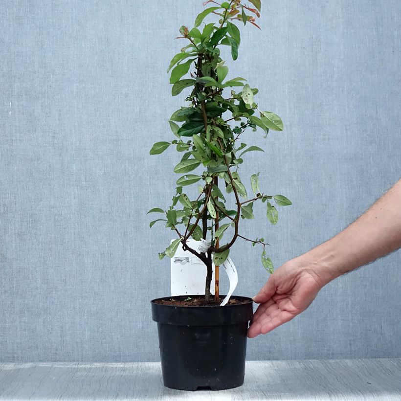 Spécimen de Cognassier du Japon Toyo-Nishiki - Chaenomeles speciosa Pot de 2L/3L tel que livré en été