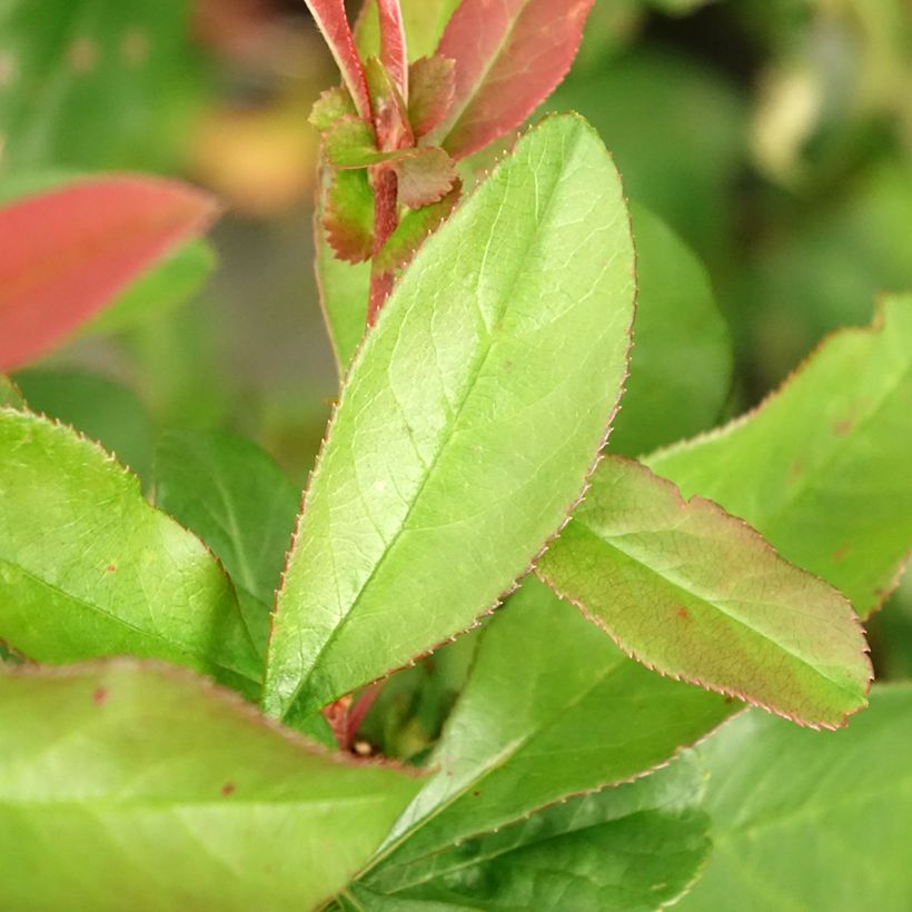 Cognassier du Japon Toyo-Nishiki - Chaenomeles speciosa (Feuillage)