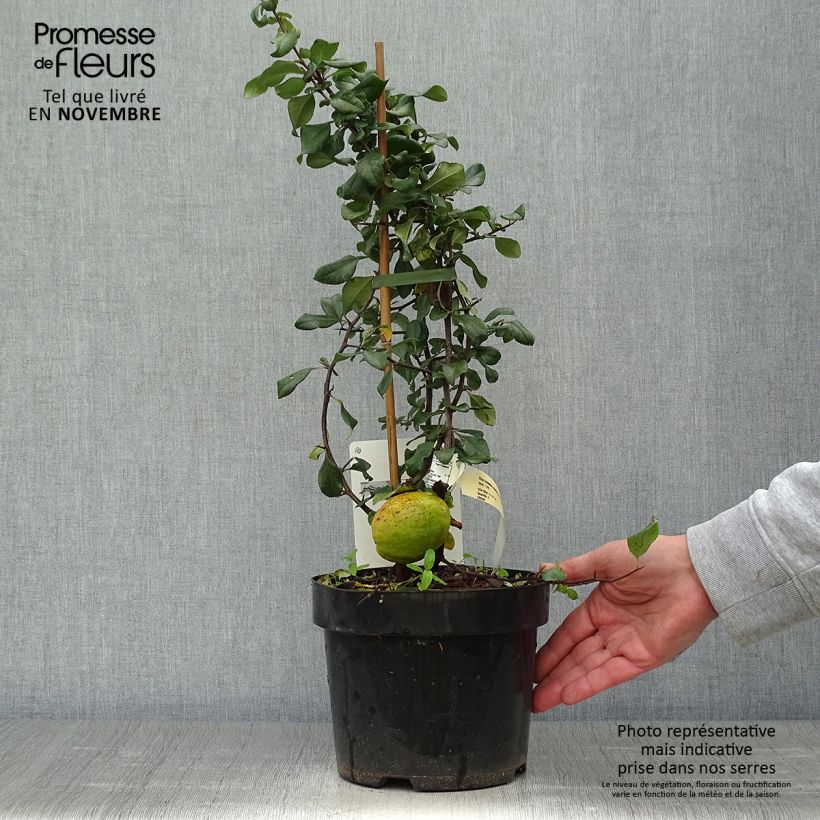 Spécimen de Cognassier du Japon - Chaenomeles x superba Elly Mossel Pot de 2L/3L tel que livré en automne