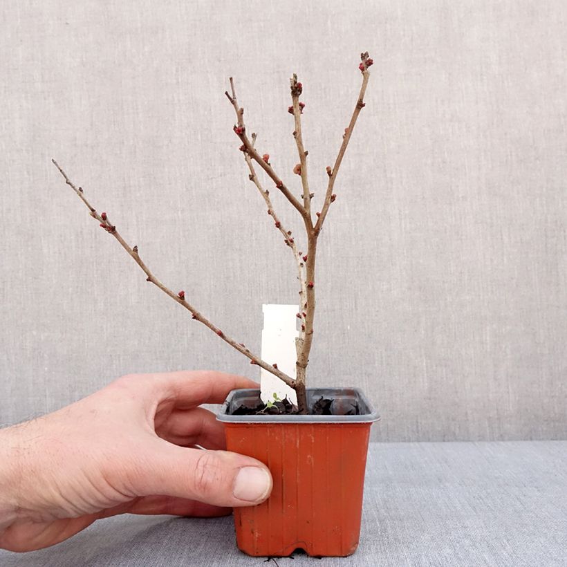 Spécimen de Cognassier du Japon - Chaenomeles x superba Salmon Horizon Godet de 8/9 cm tel que livré en hiver
