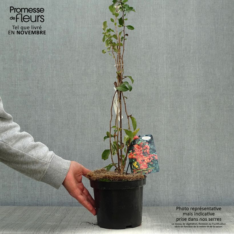 Spécimen de Cognassier du Japon Cido - Chaenomeles japonica Pot de 2L/3L tel que livré en automne