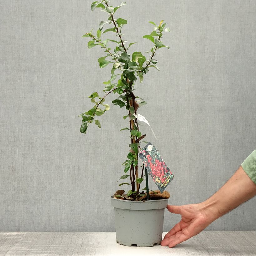 Spécimen de Cognassier du Japon Cido Red - Chaenomeles japonica Pot de 2L/3L, Touffe tel que livré en été