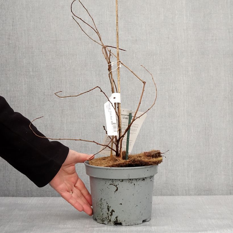 Spécimen de Cognassier du Japon Cido Red - Chaenomeles japonica Pot de 2L/3L, Touffe tel que livré en hiver
