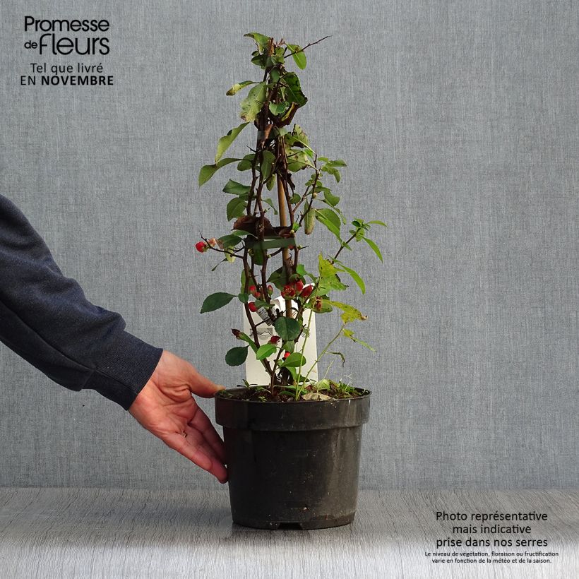 Spécimen de Cognassier du Japon Clementine - Chaenomeles superba Pot de 3L/4L tel que livré en automne