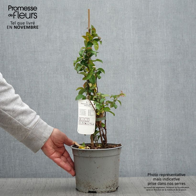 Spécimen de Cognassier du Japon Colour Trail - Chaenomeles x superba  Pot de 3L/4L tel que livré en automne