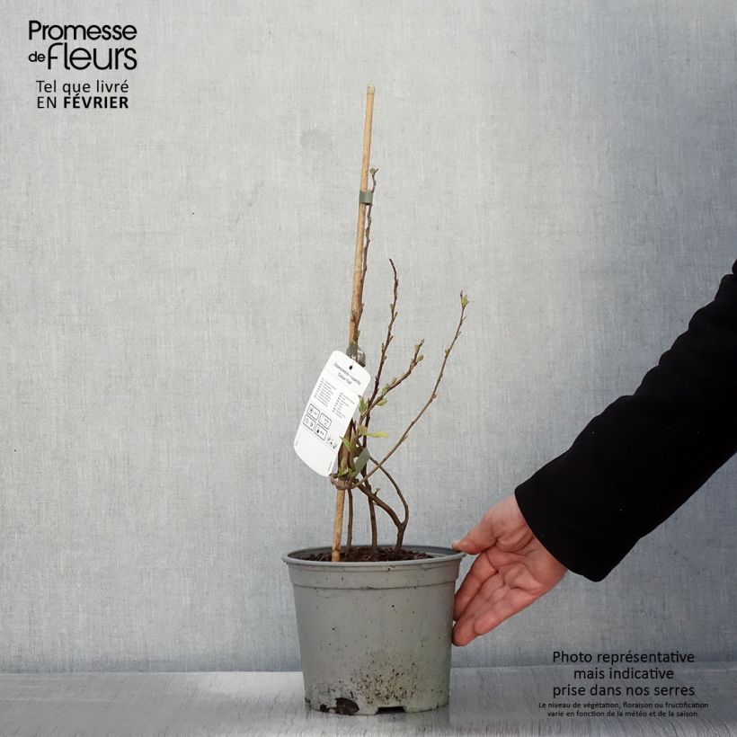 Spécimen de Cognassier du Japon Colour Trail - Chaenomeles x superba  Pot de 3L/4L tel que livré en hiver