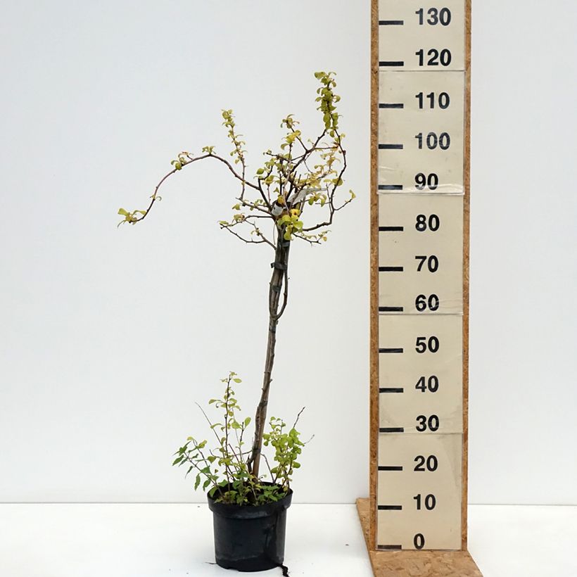 Spécimen de Cognassier du Japon Crimson and Gold - Chaenomeles superba Pot de 4L/5L tel que livré en automne