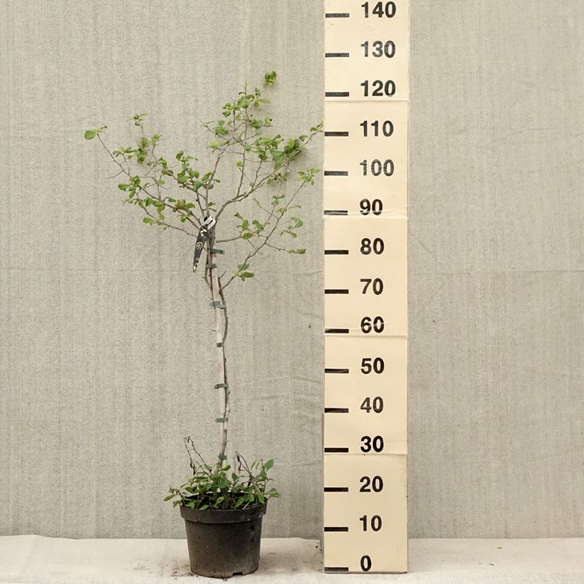 Spécimen de Cognassier du Japon Crimson and Gold - Chaenomeles superba Pot de 4L/5L tel que livré en été