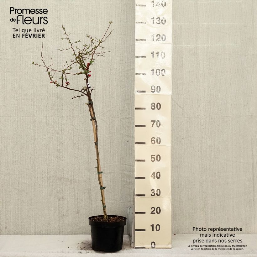 Spécimen de Cognassier du Japon Crimson and Gold - Chaenomeles superba Pot de 4L/5L tel que livré en hiver