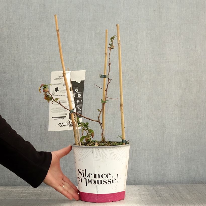 Spécimen de Cognassier du Japon Eximia - Chaenomeles speciosa  Pot de 4L/5L tel que livré en automne