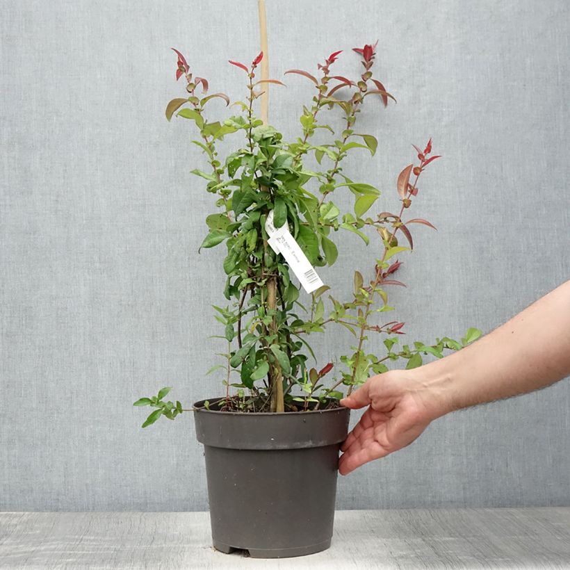Spécimen de Cognassier du Japon Eximia - Chaenomeles speciosa  Pot de 4L/5L tel que livré en été