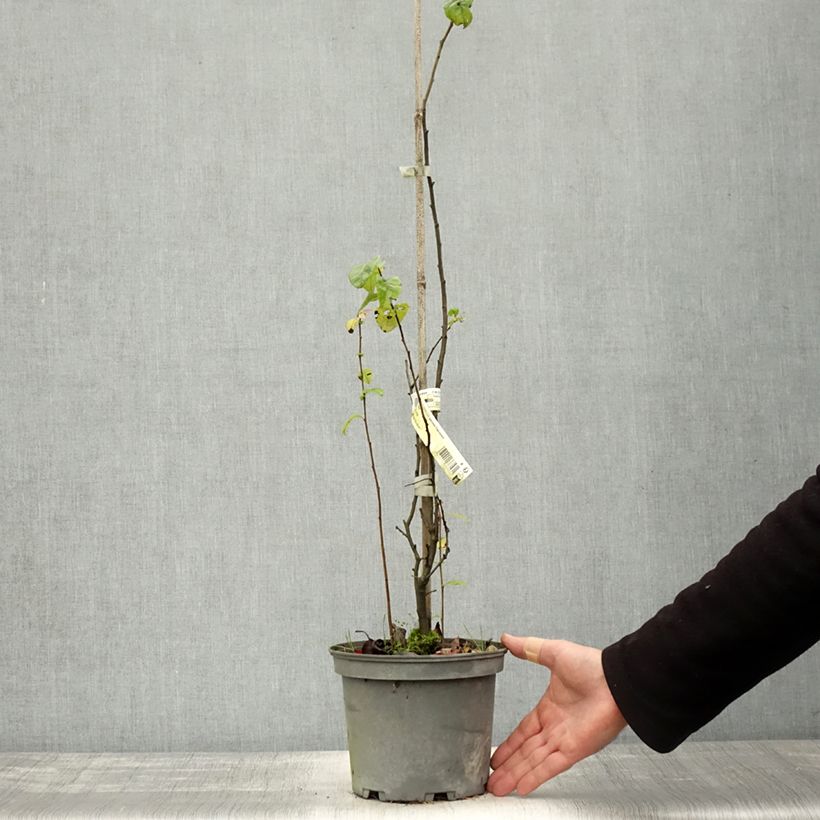 Spécimen de Cognassier du Japon Falconnet Charlet - Chaenomeles speciosa Pot de 2L/3L tel que livré en automne