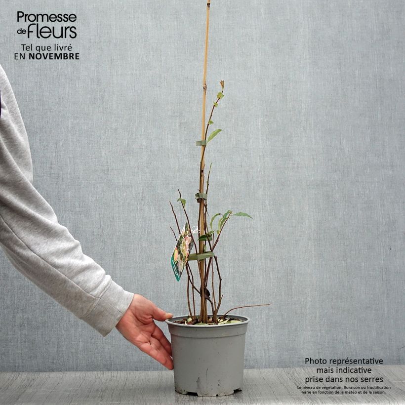 Spécimen de Cognassier du Japon Flocon Rose - Chaenomeles speciosa Pot de 3L/4L tel que livré en automne