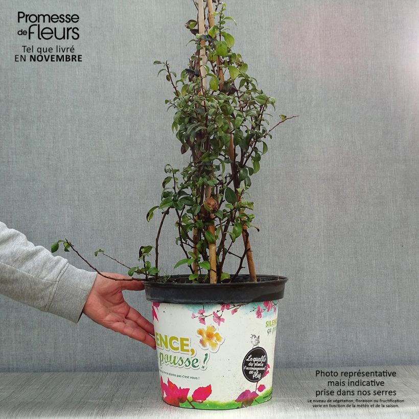 Spécimen de Cognassier du Japon Friesdorfer - Chaenomeles speciosa  Pot de 7,5L/10L tel que livré en automne