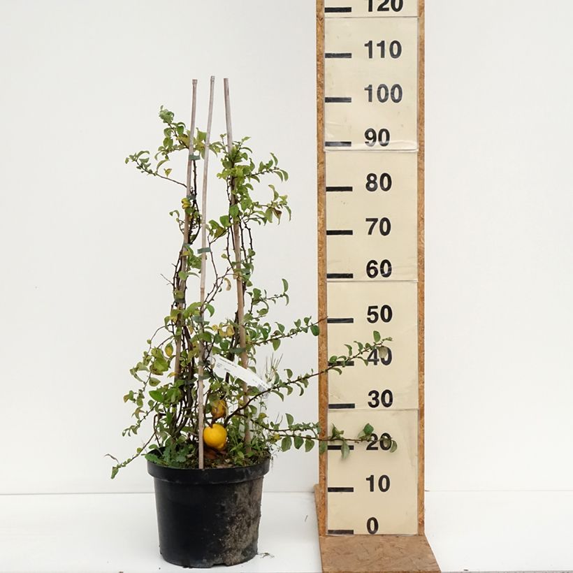 Spécimen de Cognassier du Japon Jet Trail - Chaenomeles superba  Pot de 7,5L/10L tel que livré en automne