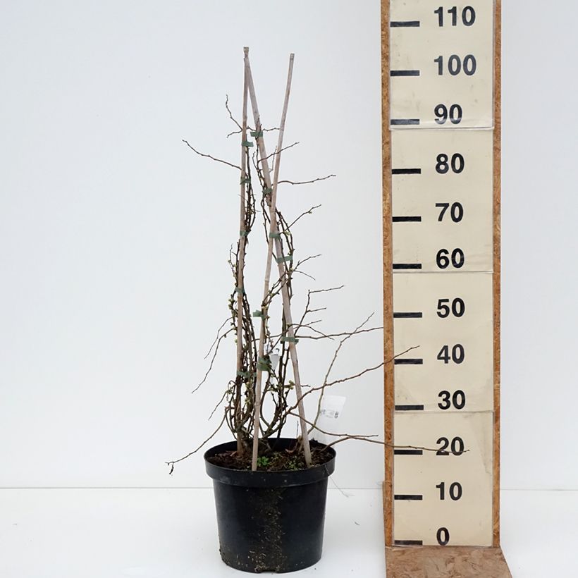 Spécimen de Cognassier du Japon Jet Trail - Chaenomeles superba  Pot de 7,5L/10L tel que livré en hiver