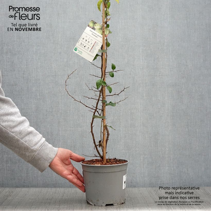 Spécimen de Cognassier du Japon Kinshiden - Chaenomeles speciosa Pot de 3L/4L tel que livré en automne