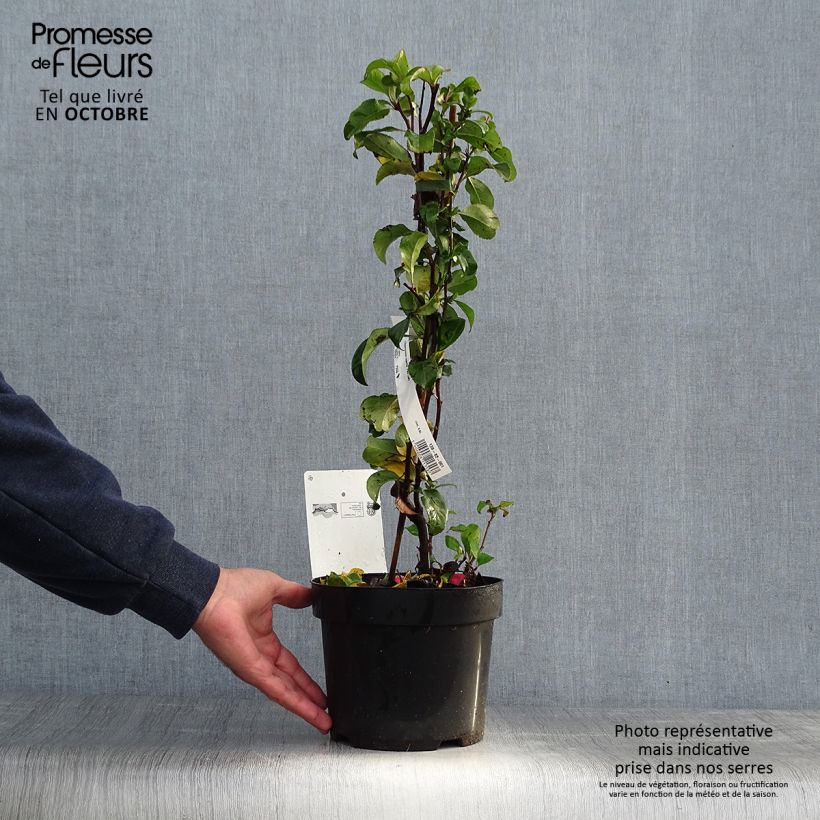 Spécimen de Cognassier du Japon Pink Lady - Chaenomeles superba  Pot de 2L/3L tel que livré en automne