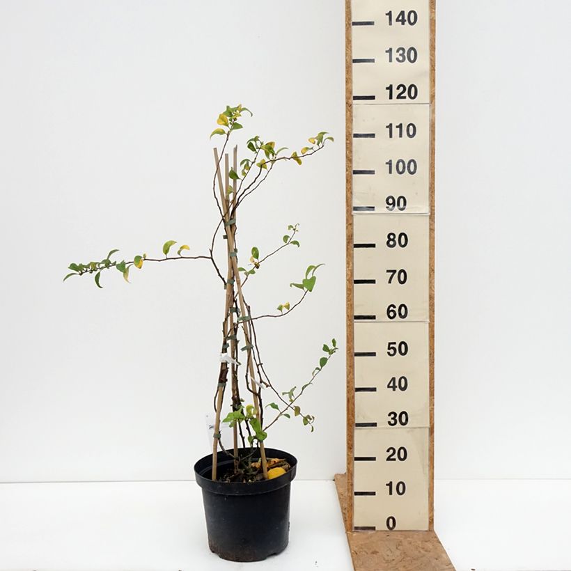 Spécimen de Cognassier du Japon Pink Lady - Chaenomeles superba  Pot de 7,5L/10L tel que livré en automne