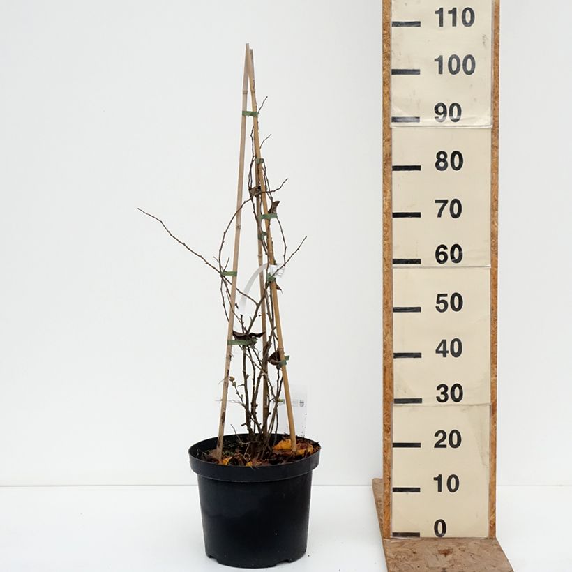 Spécimen de Cognassier du Japon Pink Lady - Chaenomeles superba  Pot de 7,5L/10L tel que livré en hiver