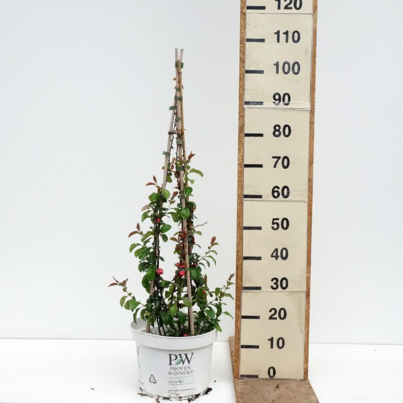 Spécimen de Cognassier du Japon Pink Lady - Chaenomeles superba  Pot de 7,5L/10L tel que livré au printemps