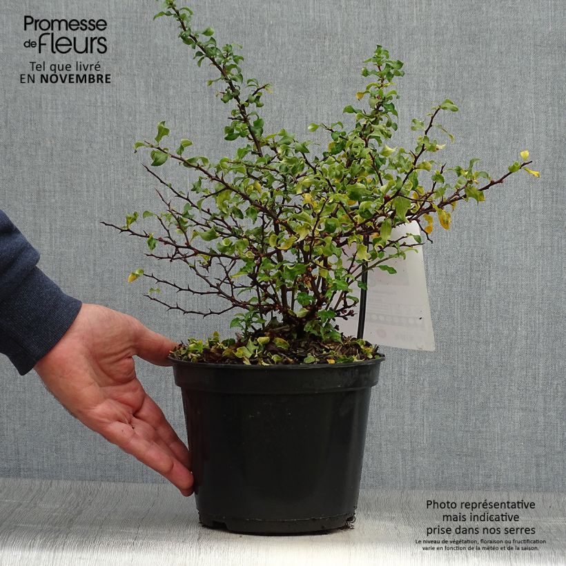 Spécimen de Cognassier du Japon Red Joy - Chaenomeles superba  Pot de 2L/3L tel que livré en automne