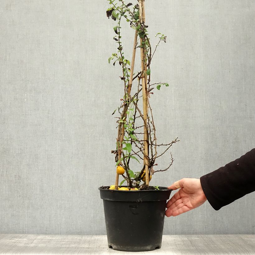 Spécimen de Cognassier du Japon Rubra - Chaenomeles speciosa Pot de 7,5L/10L tel que livré en automne