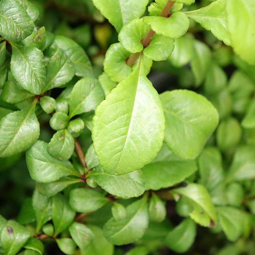 Cognassier du Japon Sargentii - Chaenomeles japonica (Feuillage)
