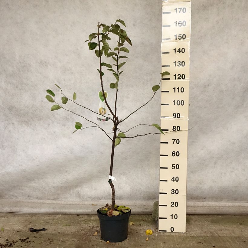 Spécimen de Cognassier Monstrueux de Vranja Pot de 7,5L/10L, Gobelet tel que livré en automne