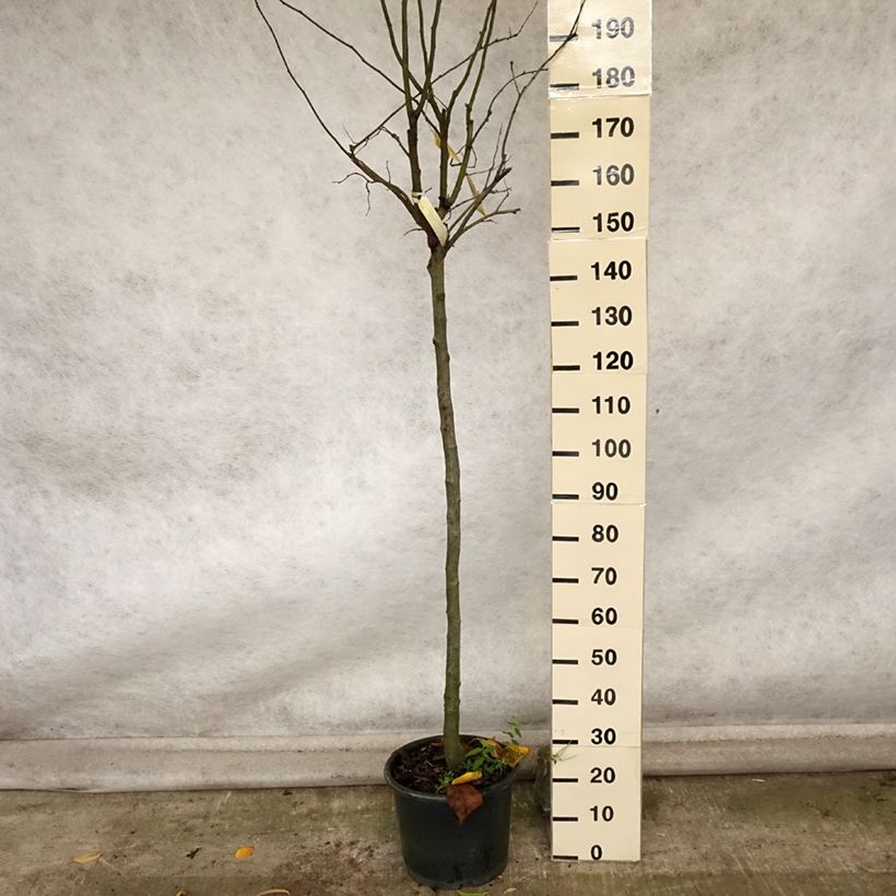 Spécimen de Cognassier Monstrueux de Vranja Pot de 7,5L/10L, Demi-Tige, Demi-tige tel que livré en automne