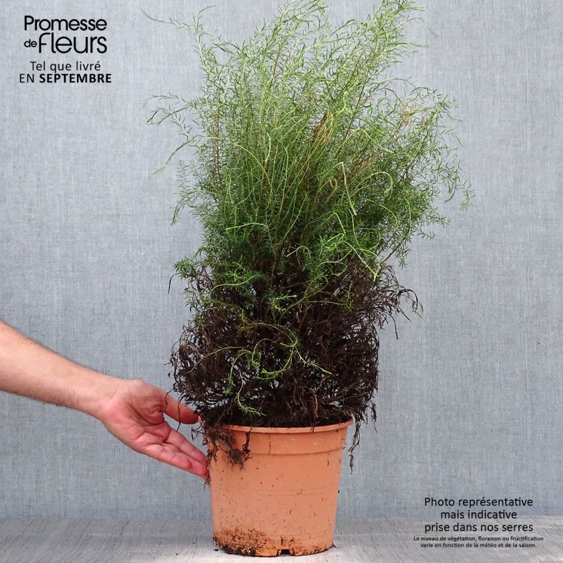 Spécimen de Coleonema pulchrum - Buisson confetti Pot de 4L/5L tel que livré en automne