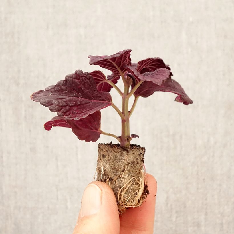 Spécimen de Coleus Copinto Manhattan Mini-motte Ø 3/4 cm tel que livré au printemps