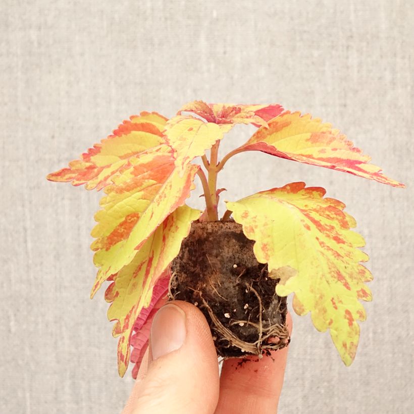 Spécimen de Coleus Golden Freckles Mini-motte Ø 3/4 cm tel que livré au printemps
