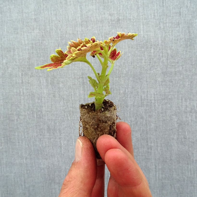Spécimen de Coleus Limewire Mini-motte Ø 3/4 cm tel que livré au printemps