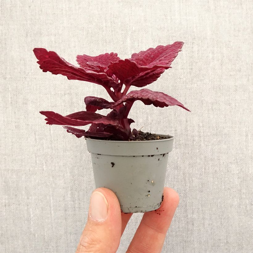 Spécimen de Coleus MS Second Street Mini-plante tel que livré au printemps