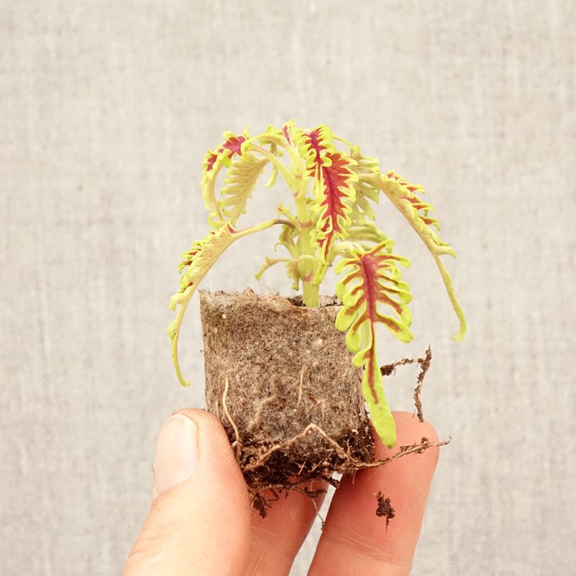 Spécimen de Coleus Skeletal Mini-motte Ø 3/4 cm tel que livré au printemps