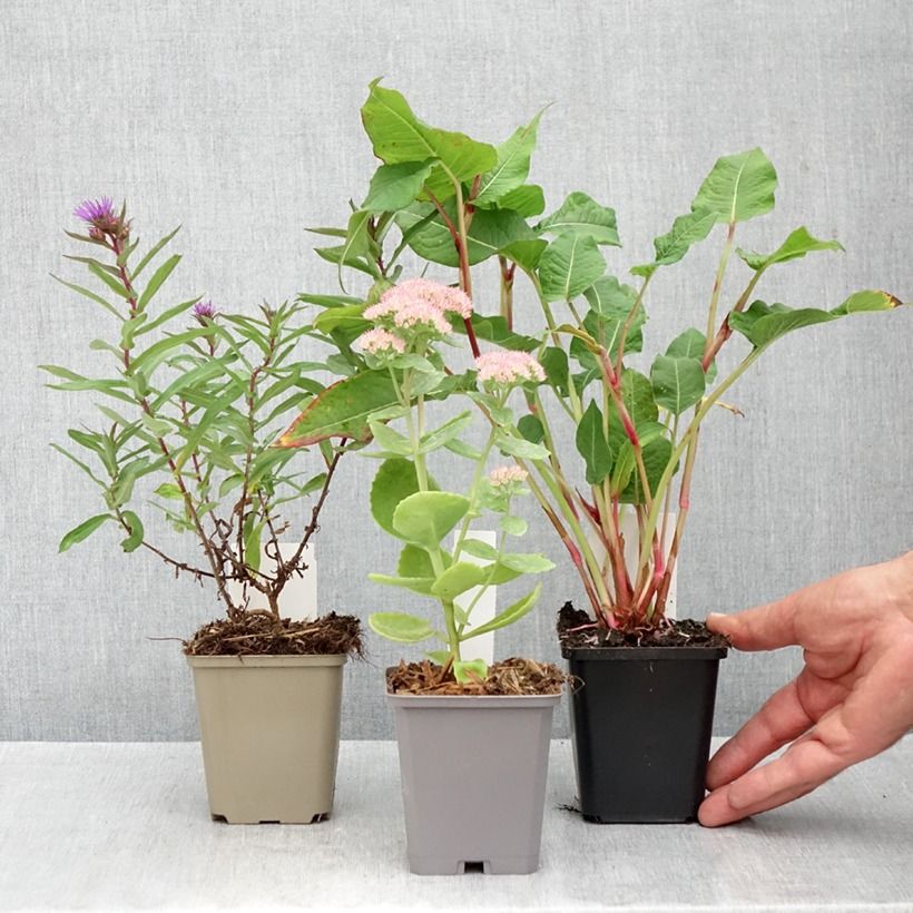 Spécimen de Collection 3 Vivaces indispensables pour l'automne tel que livré en automne