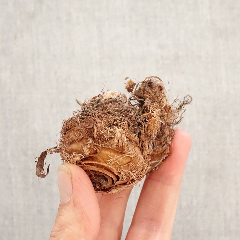 Spécimen de Colocasia esculenta Illustris - Oreille d'éléphant Bulbe tel que livré au printemps