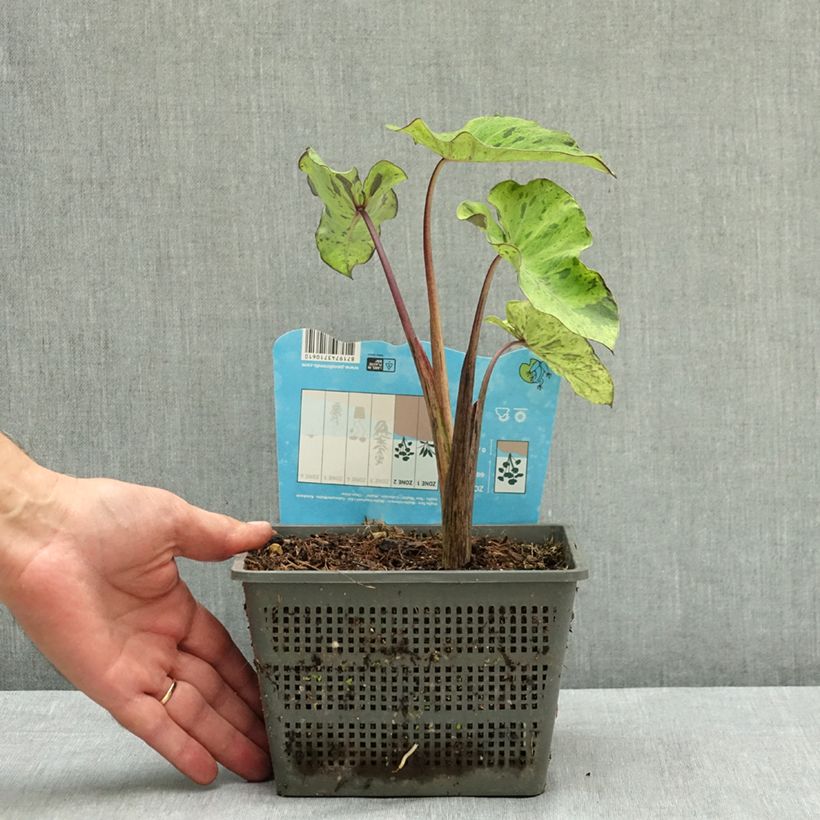 Spécimen de Colocasia esculenta Mojito - Oreille d'Eléphant Pot de 4L/5L tel que livré en été