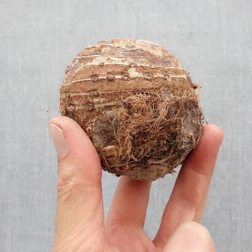 Spécimen de Colocasia esculenta - Oreille d'éléphant - Taro Bulbe calibre 32+ tel que livré au printemps