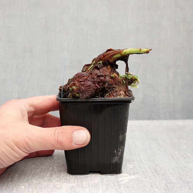 Spécimen de Colocasia esculenta - Oreille d'éléphant - Taro Godet de 8/9 cm tel que livré en automne