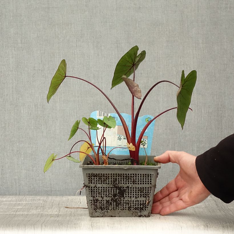 Spécimen de Colocasia Hawaiian Punch - Taro  Pot de 4L/5L calibre 18/20 tel que livré en automne