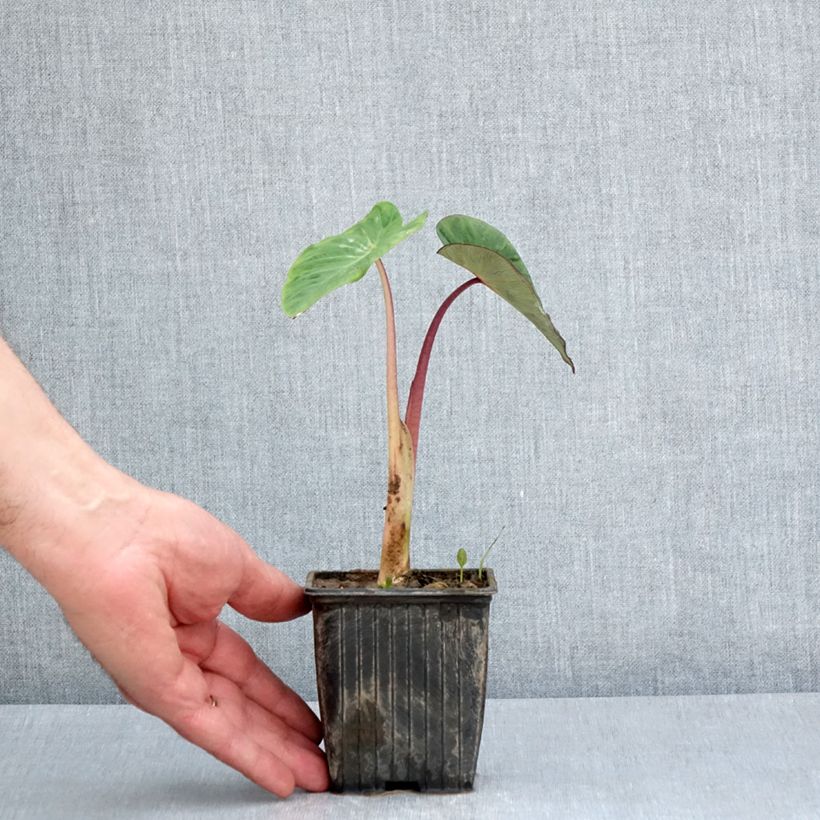 Spécimen de Colocasia Pink China - Oreille d'Eléphant Godet de 8/9 cm tel que livré au printemps
