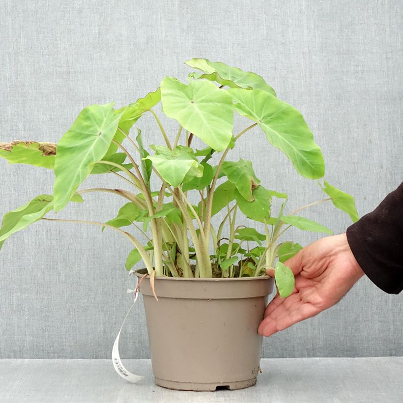 Spécimen de Colocasia Red Eyed Gecko - Oreille d'éléphant Pot de 4L/5L tel que livré en automne