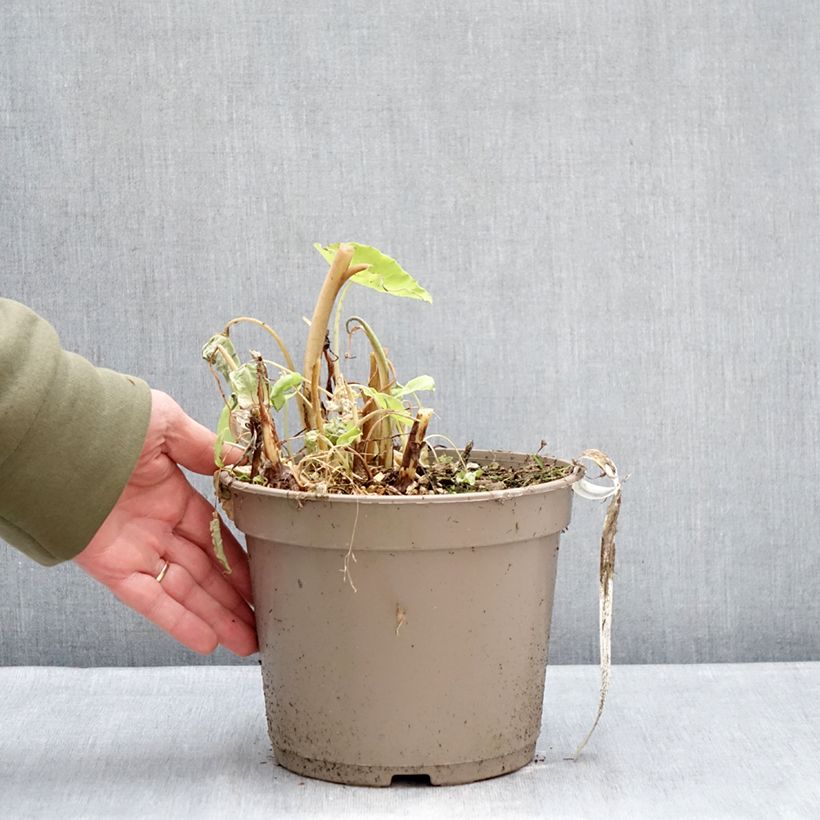 Spécimen de Colocasia Red Eyed Gecko - Oreille d'éléphant Pot de 4L/5L tel que livré en hiver