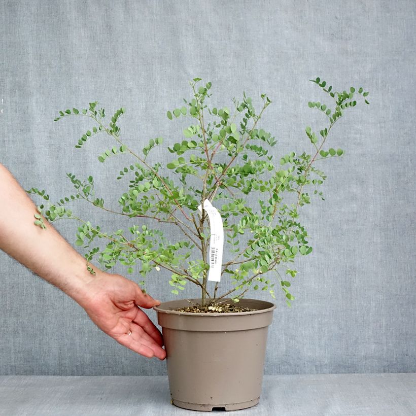 Colutea media Copper Beauty Maceta 3L/4L Ejemplar entregado en la primavera