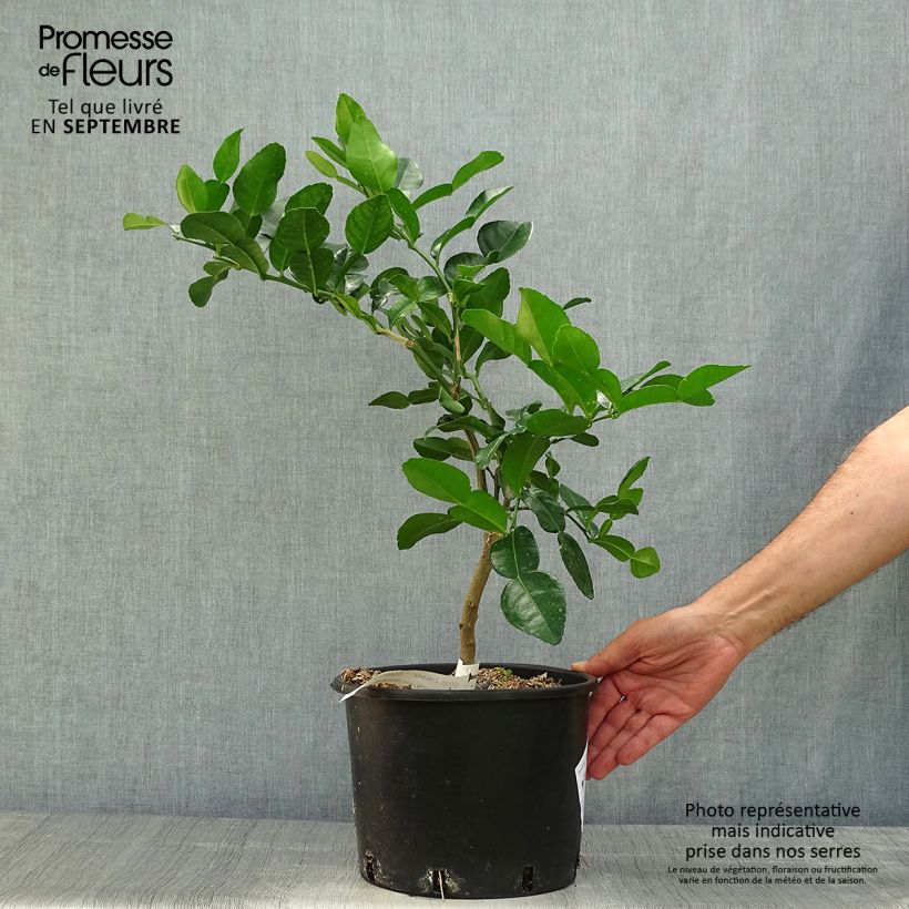 Spécimen de Combawa - Citrus hystrix Pot de 4L/5L tel que livré en automne