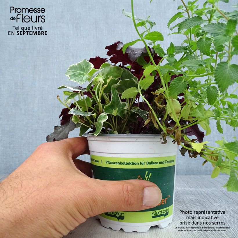 Spécimen de Composition Autumn Breeze - composition de 3 plantes Pot de 12 cm / 13 cm tel que livré en automne