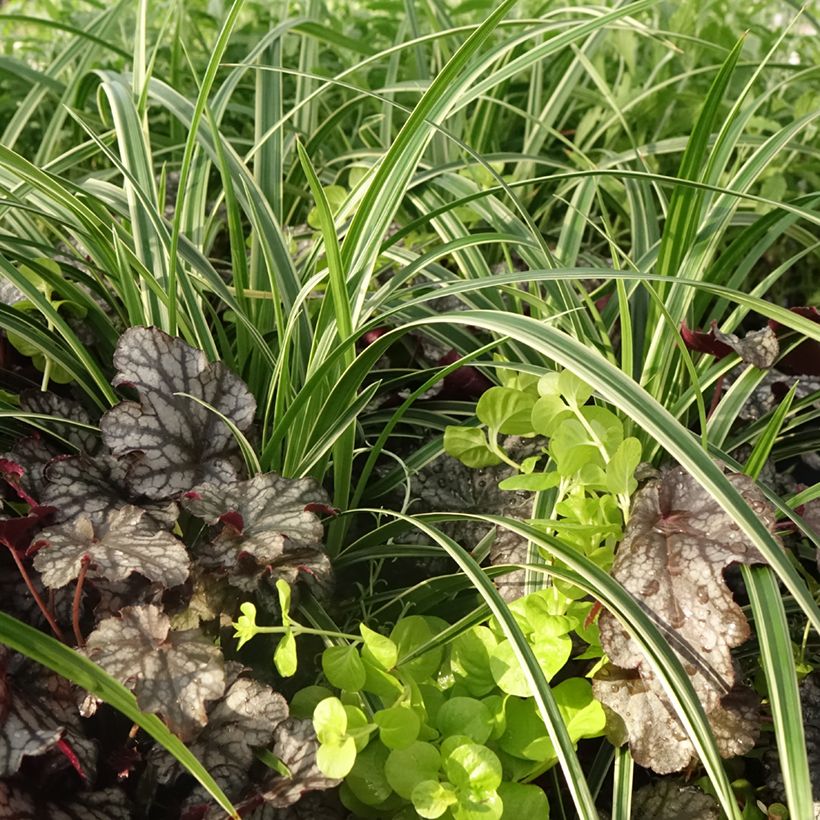 Composition Silent Sunday - composition de 4 plantes (Feuillage)