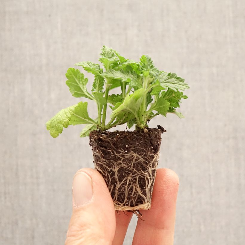 Spécimen de Composition Verveine Firehouse Dutch Fire Mini-motte Ø 3/4 cm tel que livré au printemps